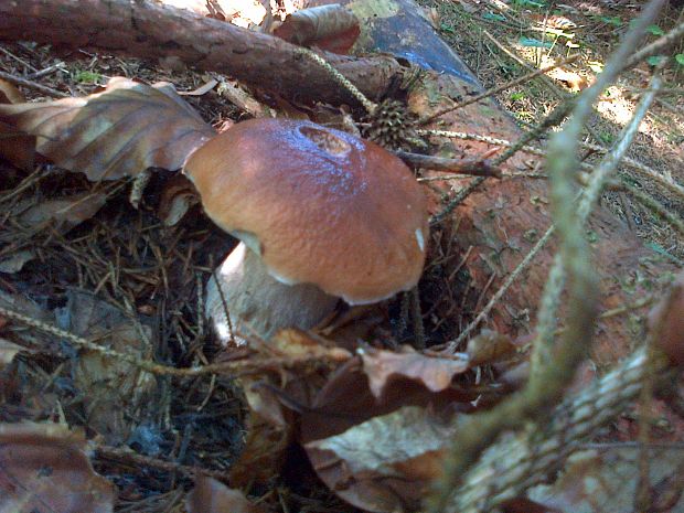 hríb smrekový Boletus edulis Bull.