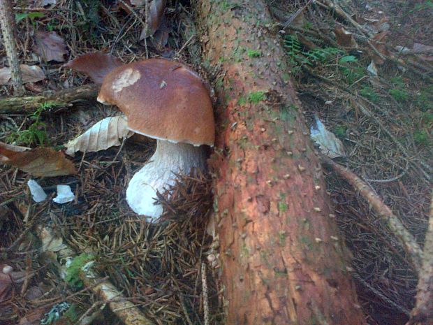 hríb smrekový Boletus edulis Bull.