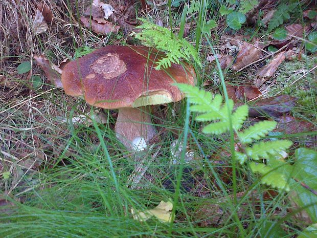 hríb sosnový Boletus pinophilus Pil. et Dermek in Pil.