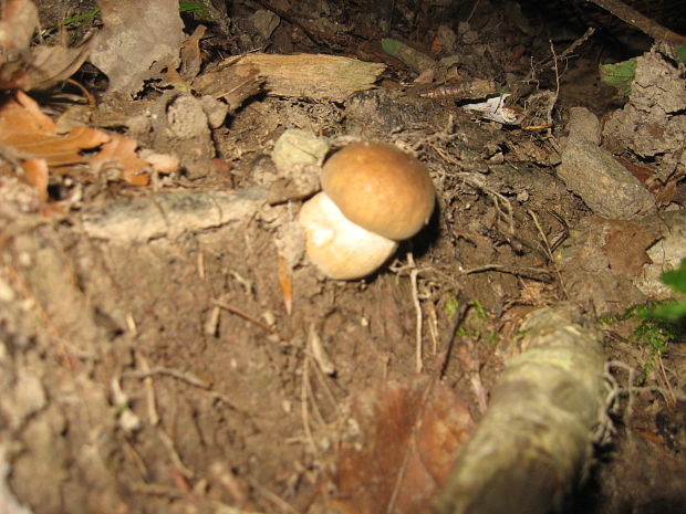 hríb dubový Boletus reticulatus Schaeff.