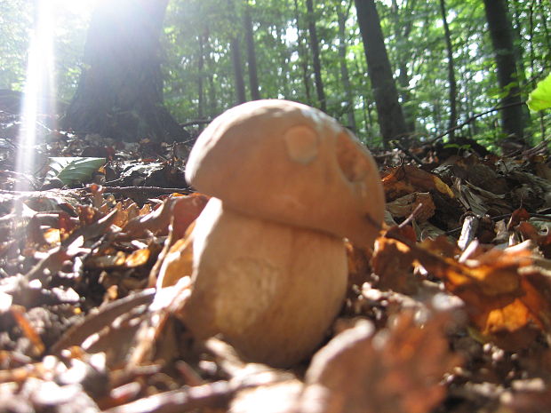 hríb dubový Boletus reticulatus Schaeff.