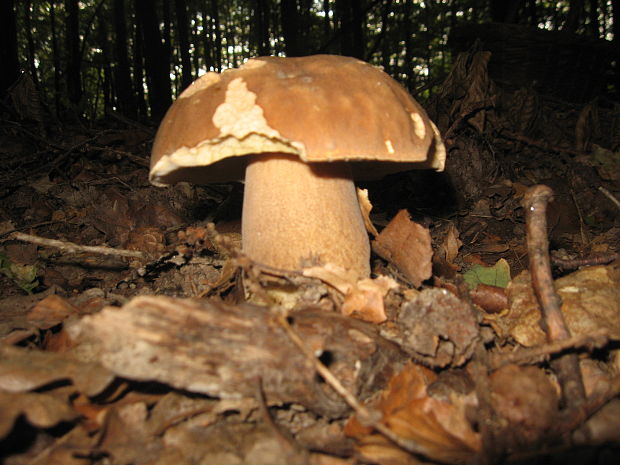 hríb dubový Boletus reticulatus Schaeff.