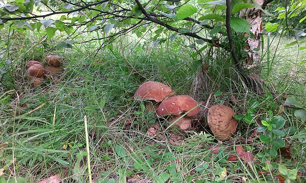 hríb dubový Boletus reticulatus Schaeff.