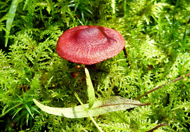 pavučinovec krvavý Cortinarius cf. sanguineus (Wulfen) Fr.