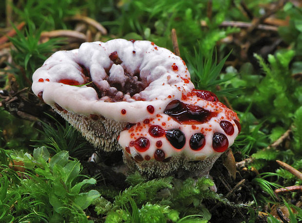 jelenkovka pálčivá Hydnellum peckii Banker