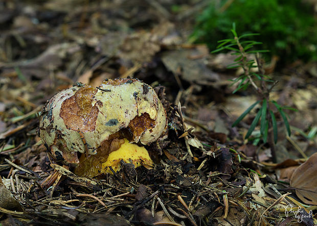 hríb zavalitý Imperator torosus Fr. in Fr. et Hök