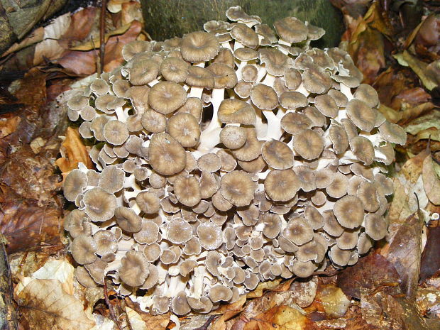 trúdnik klobúčkatý Polyporus umbellatus (Pers.) Fr.