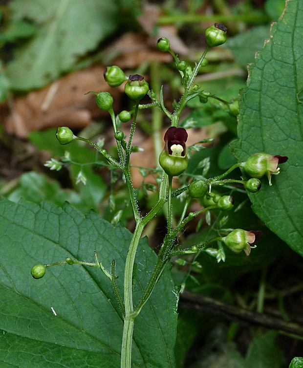 krtičník hľuznatý Scrophularia nodosa L.