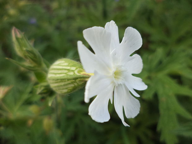 silenka biela pravá Silene latifolia subsp. alba (Mill.) Greuter et Burdet