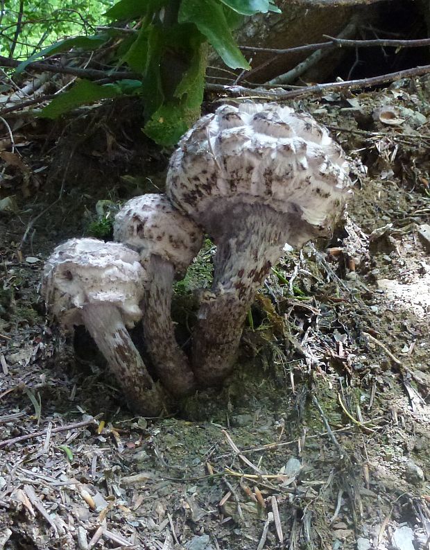 šiškovec šupinatý Strobilomyces strobilaceus (Scop.) Berk.