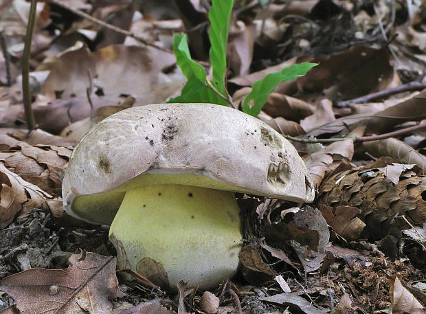 hríb horký Caloboletus radicans (Pers.) Vizzini