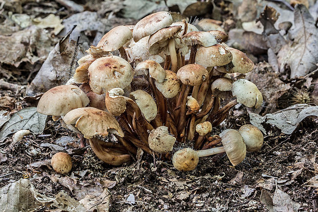 peniazovka Collybia sp.