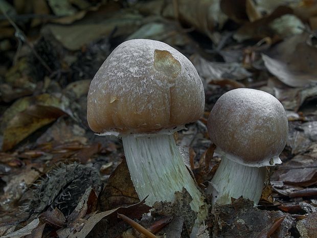 pavučinovec inovaťový Cortinarius caperatus (Pers.) Fr.