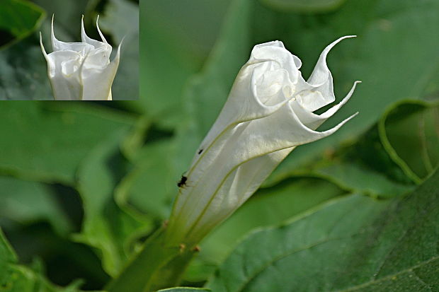 durman obyčajný Datura stramonium L.