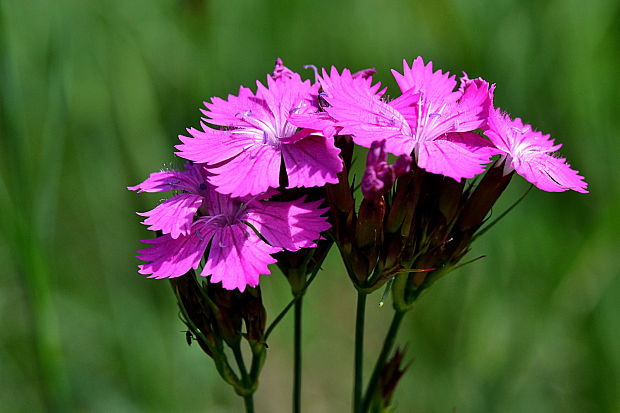 klinček kartuziánsky Dianthus carthusianorum  L.