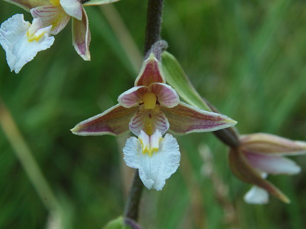 kruštík močiarny Epipactis palustris (L.) Crantz