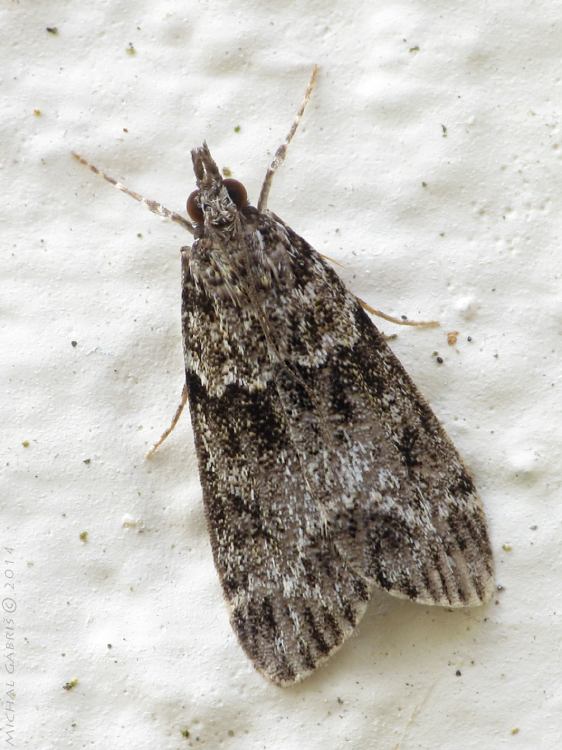 sivenka stromová Eudonia mercurella Linnaeus, 1758