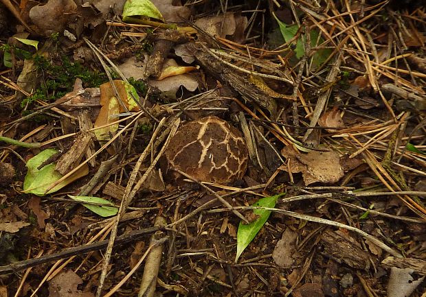 hviezdovka trojitá Geastrum triplex Jungh.