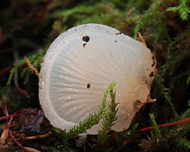 lastúrka Hohenbuehelia sp.