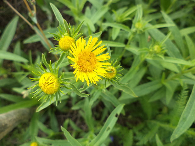 oman britský Inula britannica L.