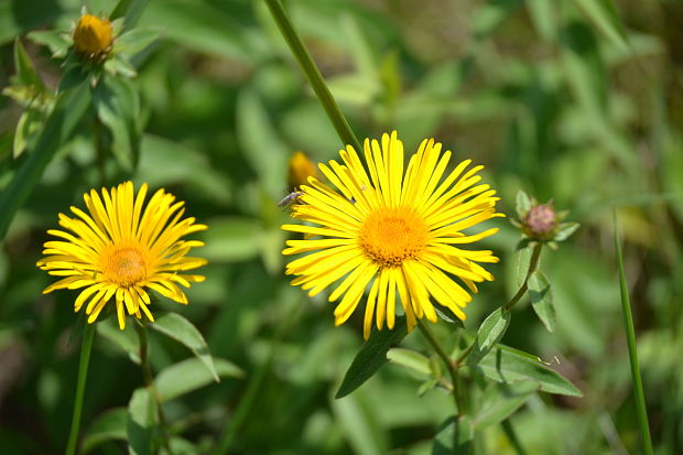 oman vŕbolistý Inula salicina L.