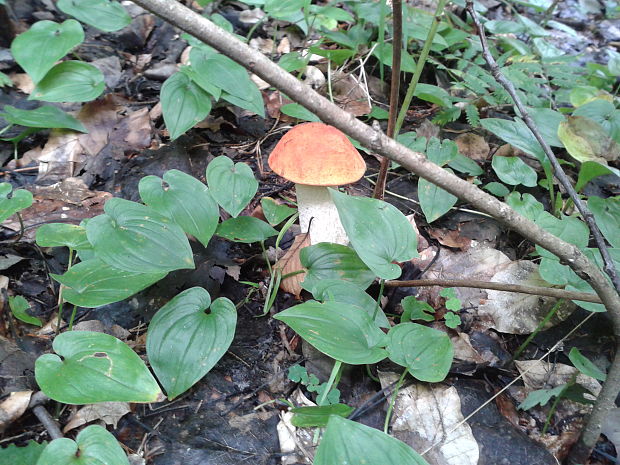 kozák dubový Leccinum aurantiacum (Bull.) Gray