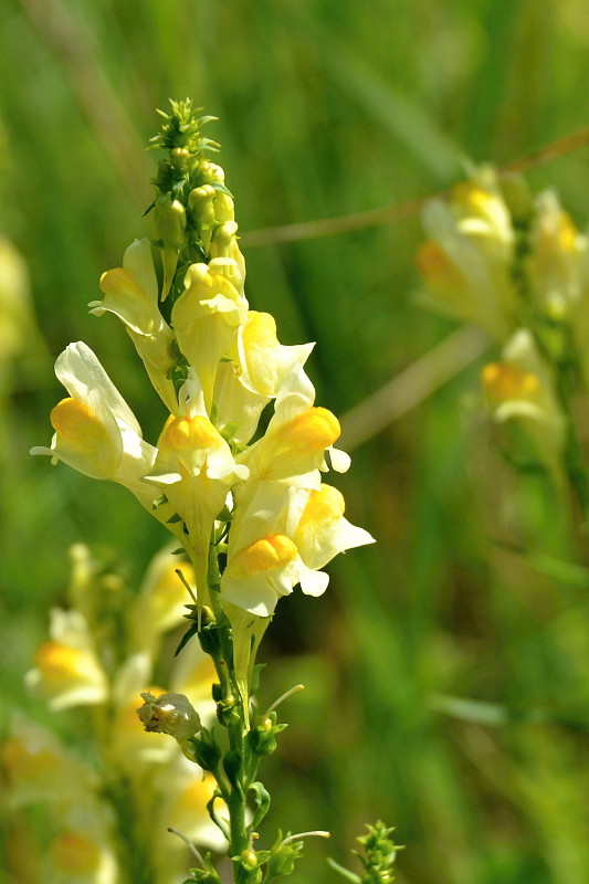 pyštek obyčajný Linaria vulgaris Mill.