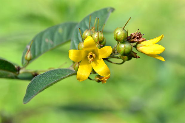 čerkáč obyčajný Lysimachia vulgaris L.