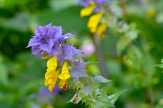 čermeľ hájny Melampyrum nemorosum L.