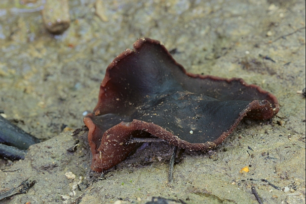 čiaška Peziza sp.