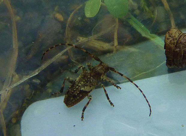 fúzač Pogonocherus decoratus