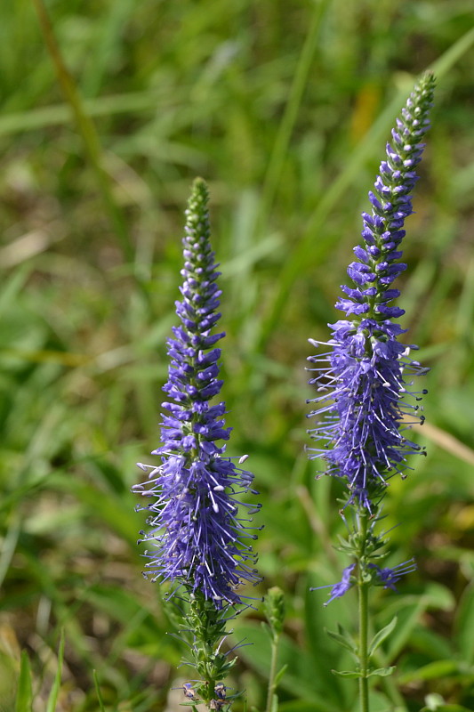 veronikovec klasnatý Pseudolysimachion spicatum (L.) Opiz