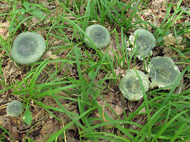 plávka zelenkastá Russula virescens (Schaeff.) Fr.