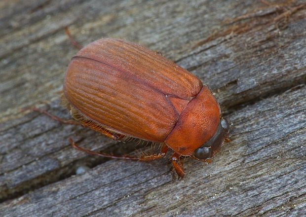 . Serica brunnea