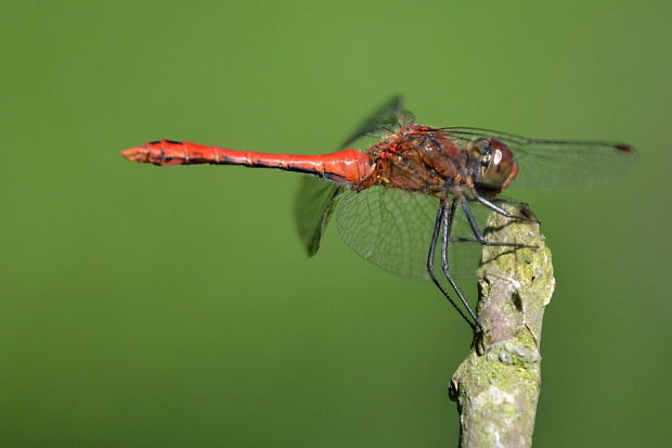 vážka červená  Sympetrum sanguineum