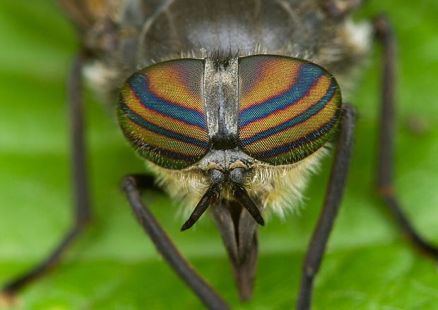 . Tabanus quatuornotatus