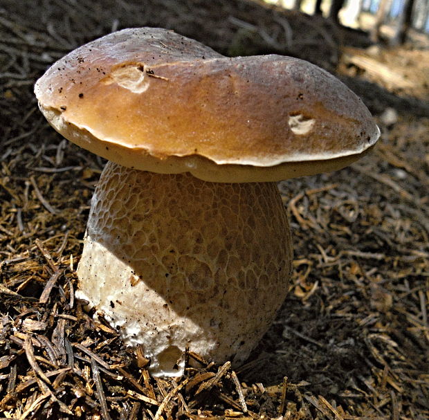 hríb smrekový Boletus edulis Bull.