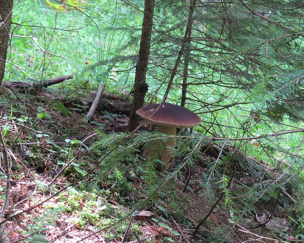 hríb sosnový Boletus pinophilus Pil. et Dermek in Pil.