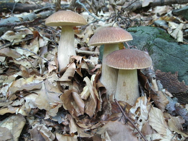 hríb dubový Boletus reticulatus Schaeff.