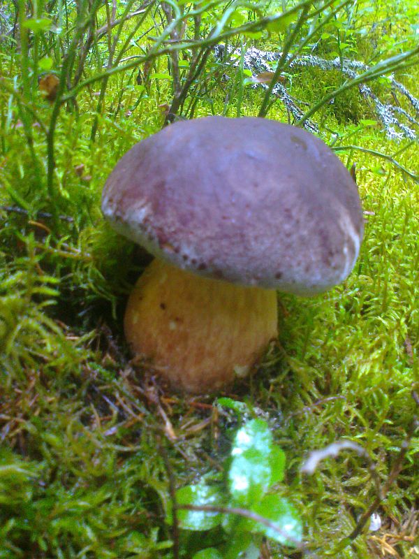 hríb Boletus sp.