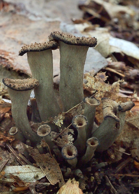 lievik trúbkovitý Craterellus cornucopioides (L.) Pers.