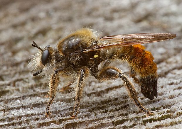 . Laphria flava