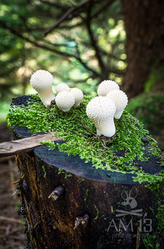 prášnica bradavičnatá Lycoperdon perlatum Pers.