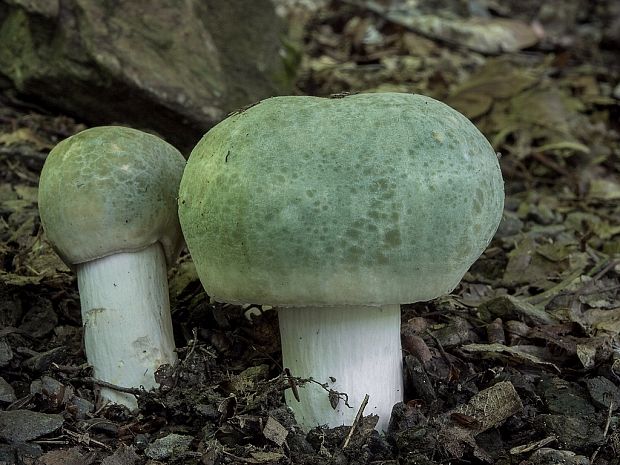 plávka zelenkastá Russula virescens (Schaeff.) Fr.