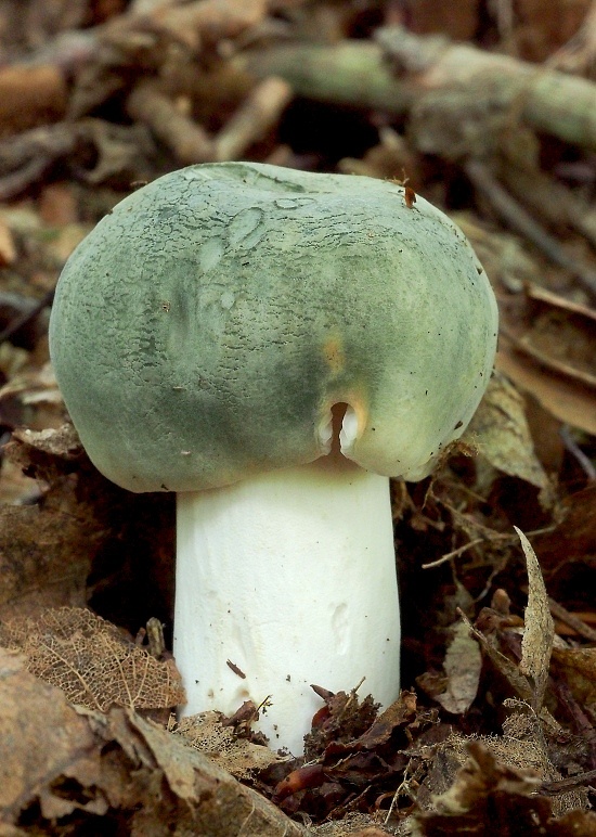 plávka zelenkastá Russula virescens (Schaeff.) Fr.