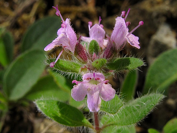 dúška frölichova Thymus froelichianus Opiz