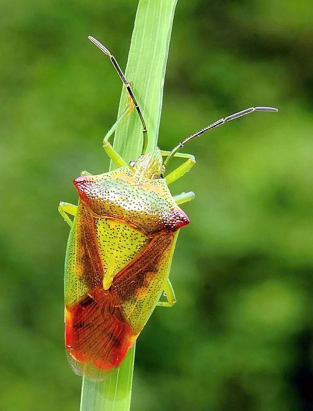 bzdocha stromová Acanthosoma haemorrhoidale Linnaeus, 1758