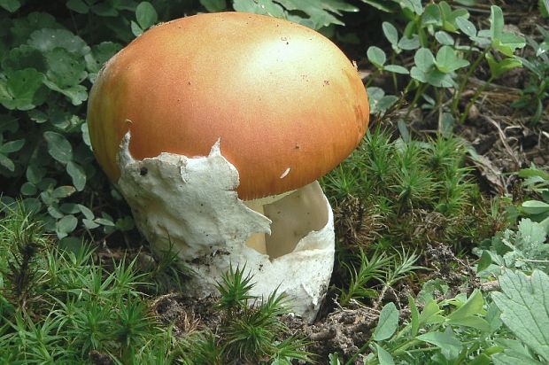 muchotrávka cisárska Amanita caesarea (Scop.) Pers.