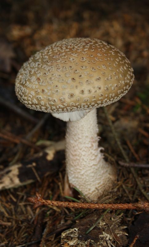 muchotrávka červenkastá Amanita rubescens Pers.