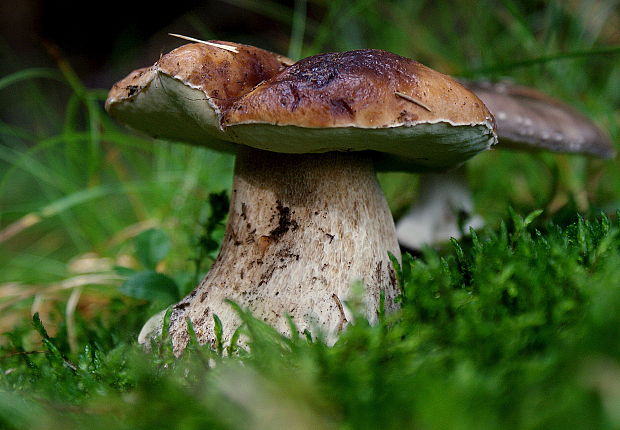 hríb smrekový Boletus edulis Bull.